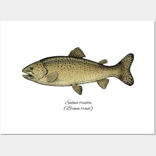 Salmo Trutta Posters and Art